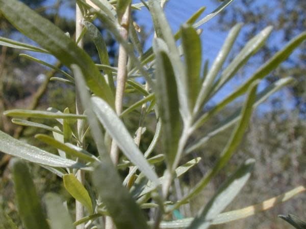 Atriplex canescens - Four-Winged Saltbush or Shad-Scale (Seed)