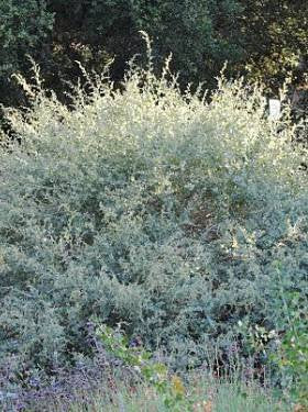 Atriplex lentiformis - Quail Bush, Big Saltbush (Seed)