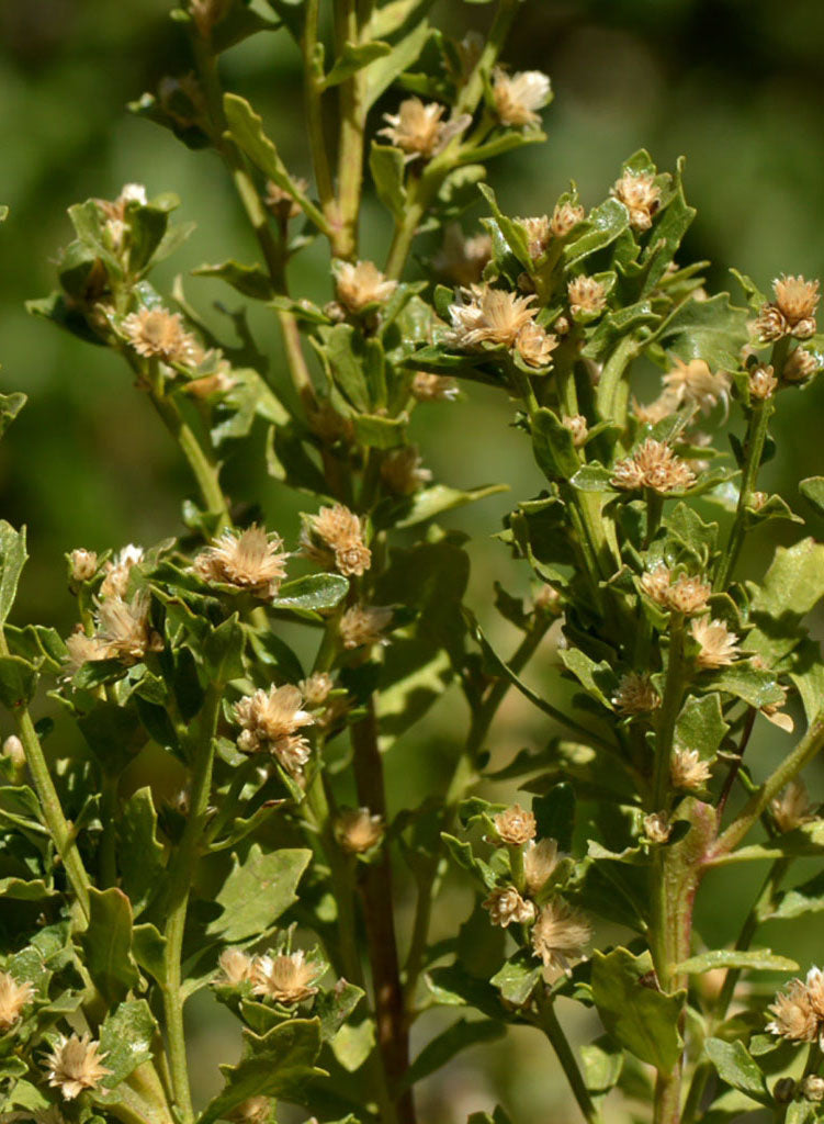 Baccharis pilularis ssp. consanguinea - Coyote Brush, Chaparral Broom (Plant)