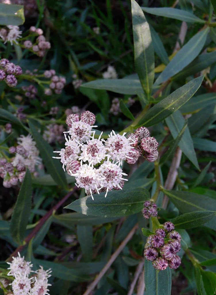 Baccharis salicifolia - Mulefat (Plant)