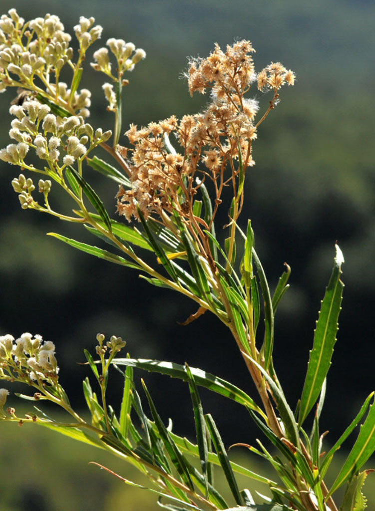 Baccharis salicifolia - Mulefat (Plant)