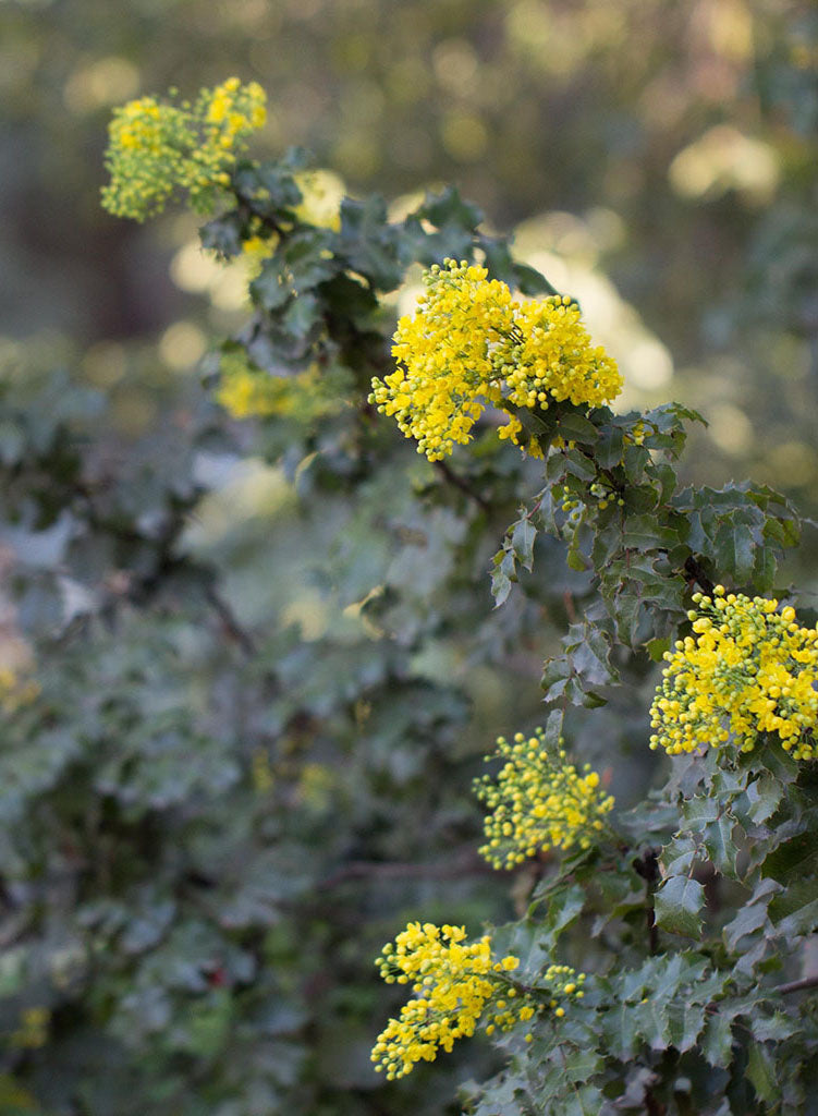 Berberis aquifolium 'Golden Abundance' - Golden Abundance Oregon Grape (Plant)