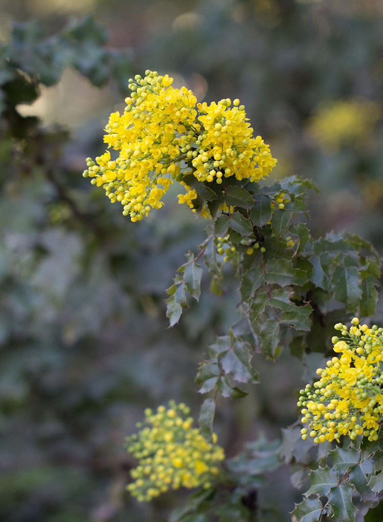 Berberis aquifolium 'Golden Abundance' - Golden Abundance Oregon Grape (Plant)