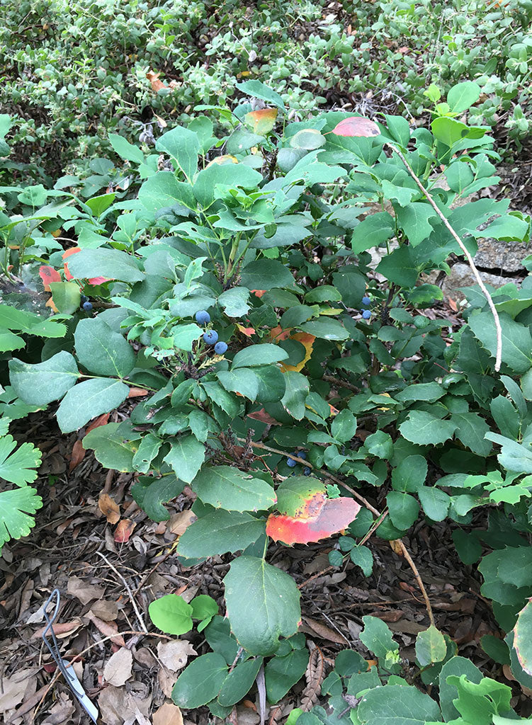Berberis aquifolium var. repens - Creeping Oregon Grape (Plant)