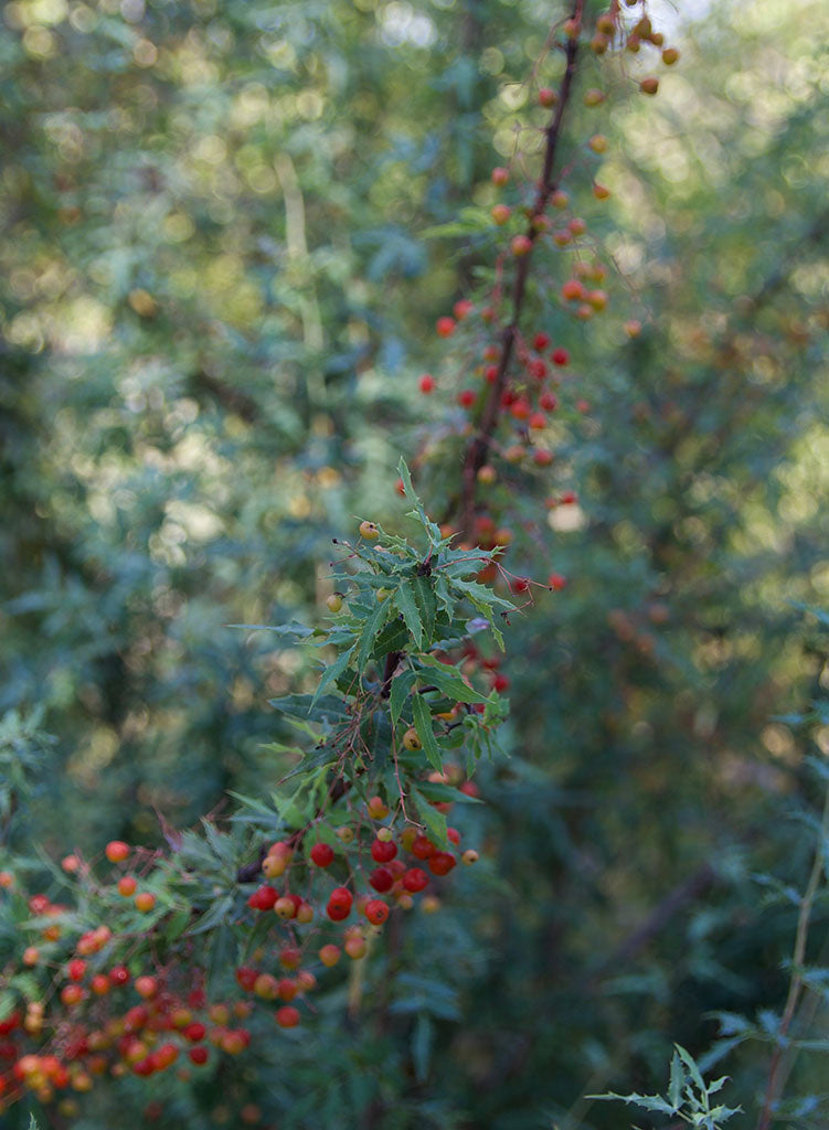 Berberis haematocarpa - Red Barberry, Desert Barberry (Plant)