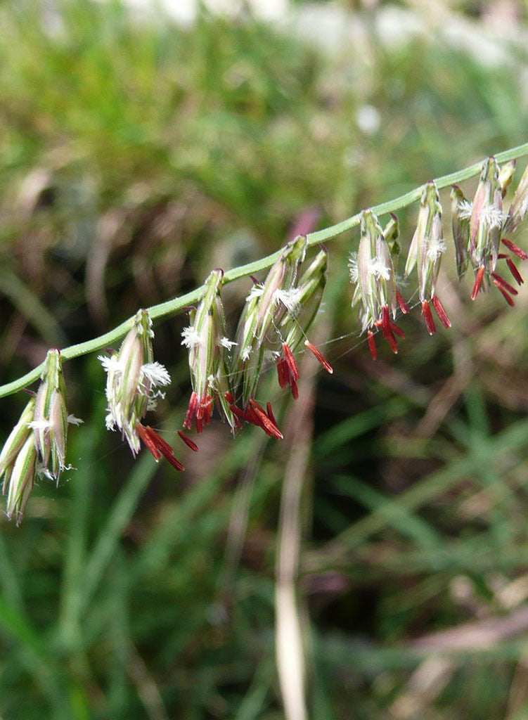 Bouteloua curtipendula - Side Oats Grama (Plant)