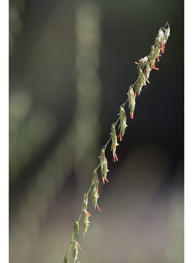 Bouteloua curtipendula - Side Oats Grama (Seed)