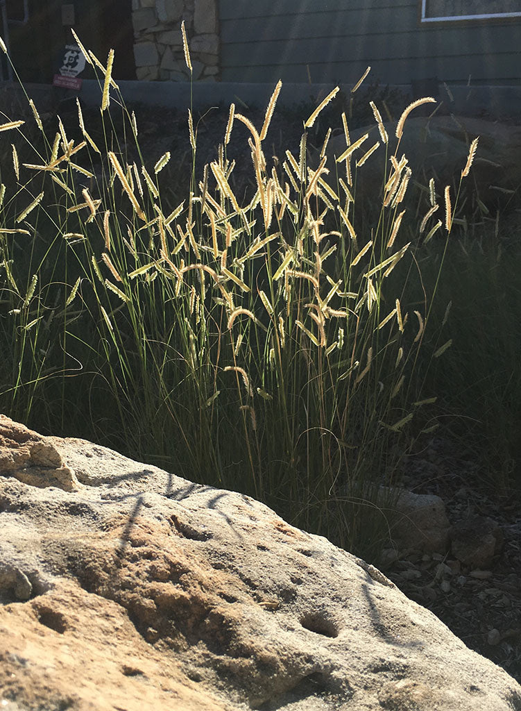 Bouteloua gracilis - Blue Grama (Seed)