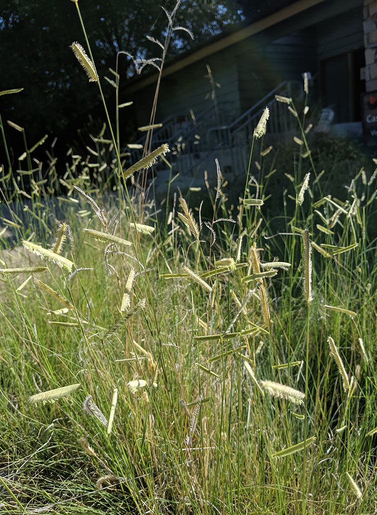 Bouteloua gracilis - Blue Grama (Seed)