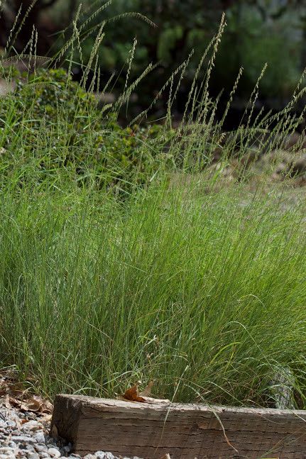 bouteloua-curtipendula.jpg