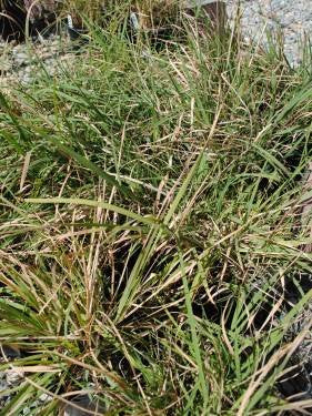 Bouteloua curtipendula - Side Oats Grama (Seed)