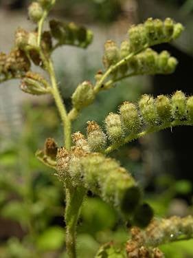 Boykinia rotundifolia - Round-Leaved Boykinia (Seed)