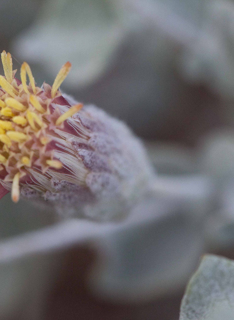 Brickellia incana - Wooly Brickellia (Plant)