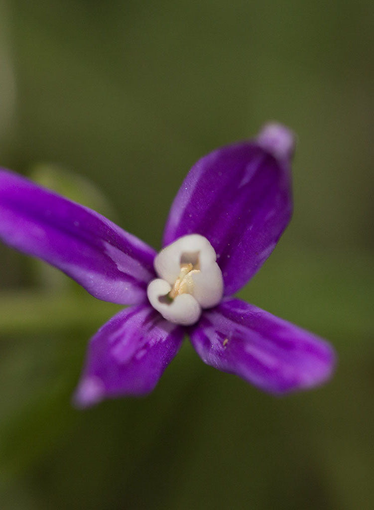 Brodiaea insignis - Kaweah Brodiaea (Plant)