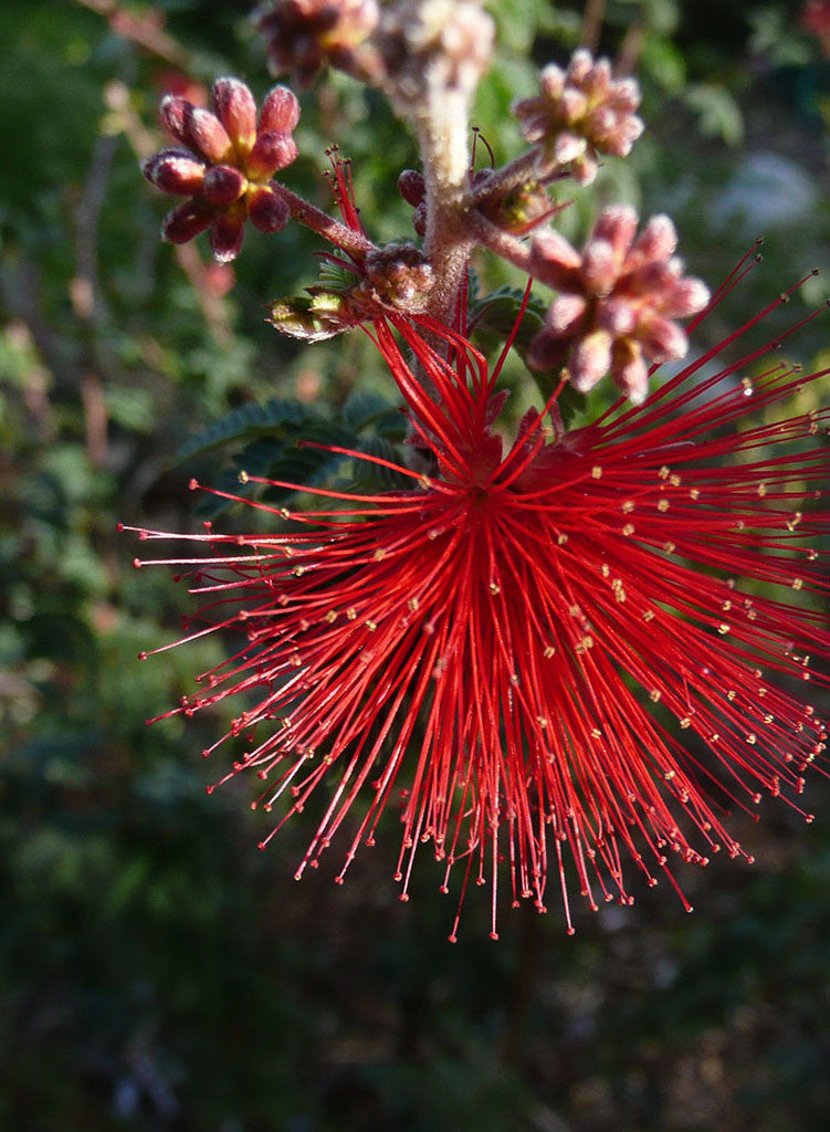 Calliandra californica - Red Fairyduster, Zapotillo (Plant)