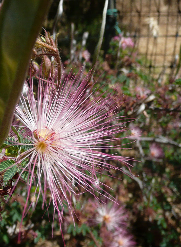 Calliandra eriophylla - Pink Fairyduster, Mesquitillo (Plant)