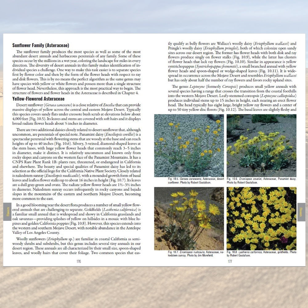 california-desert-plants-01.jpg