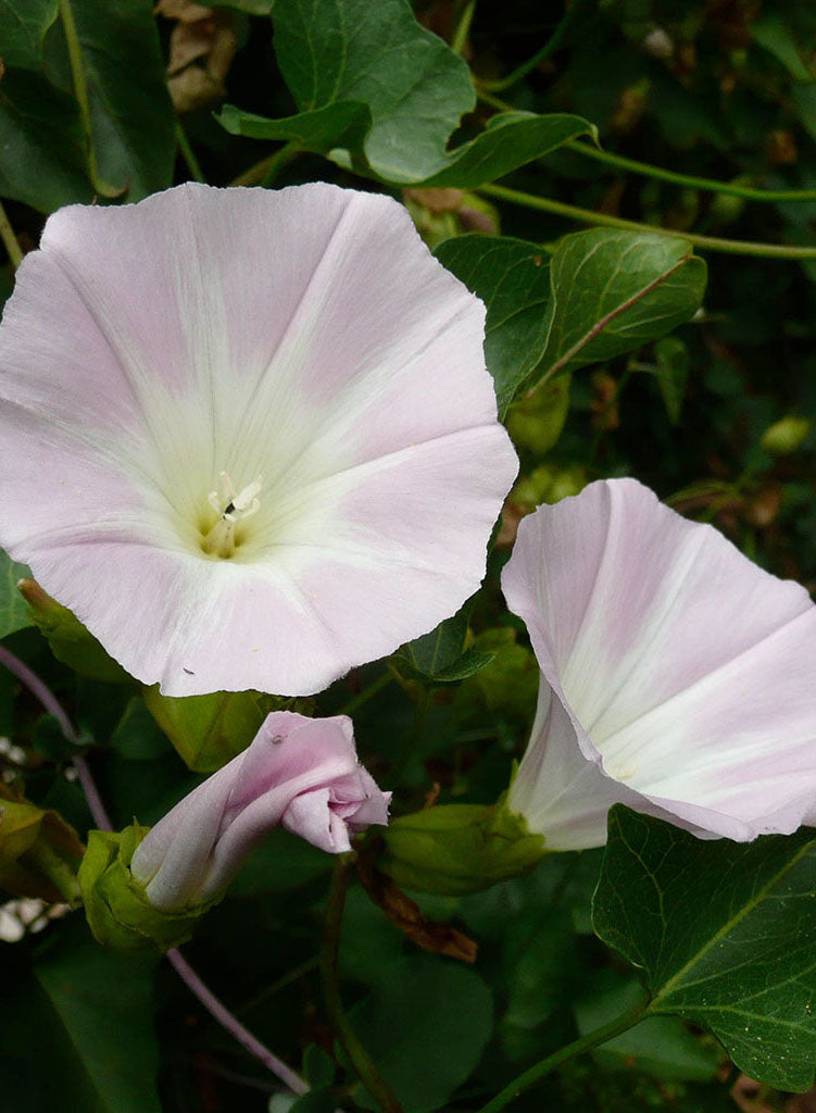 Calystegia macrostegia 'Anacapa Pink' - Anacapa Pink Island Morning Glory (Plant)