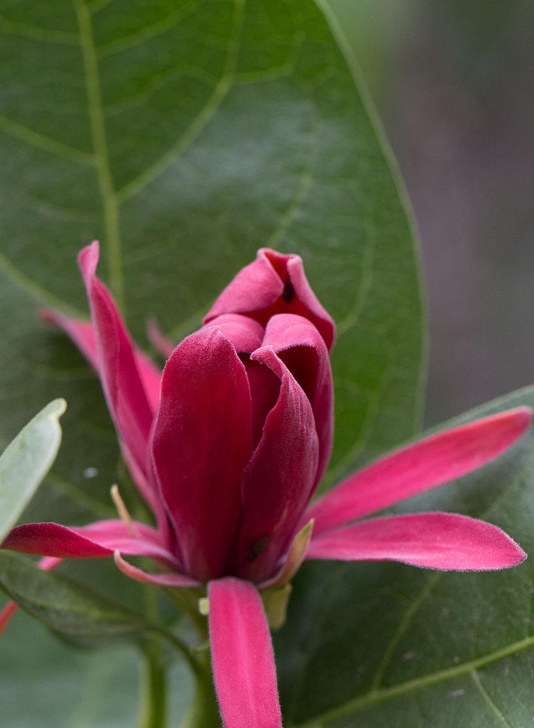 Calycanthus occidentalis - Spice Bush (Plant)