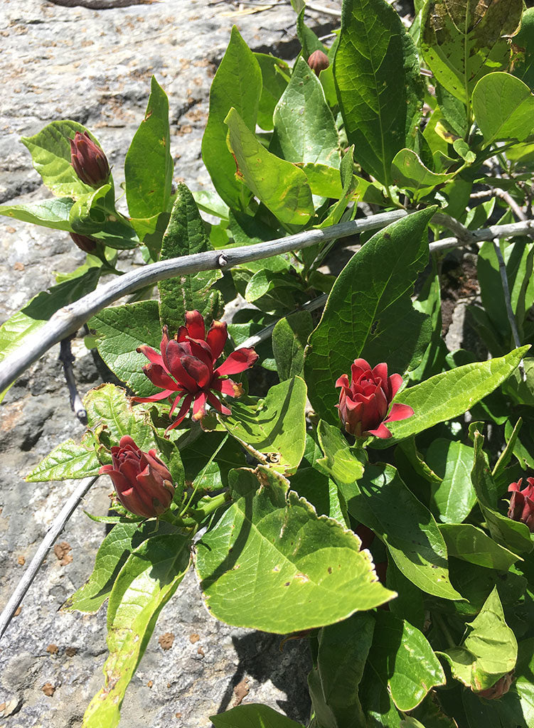 Calycanthus occidentalis - Spice Bush (Plant)