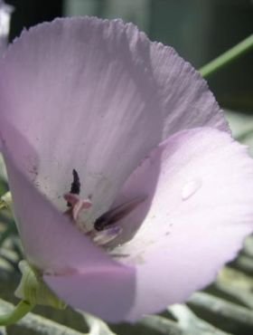 Calochortus splendens - Splendid Mariposa Lily (Bulb)