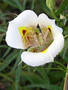 Calochortus superbus - Superb Mariposa Lily (Bulb)