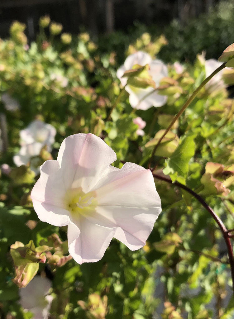 Calystegia peirsonii - Peirson's Morning Glory (Plant)