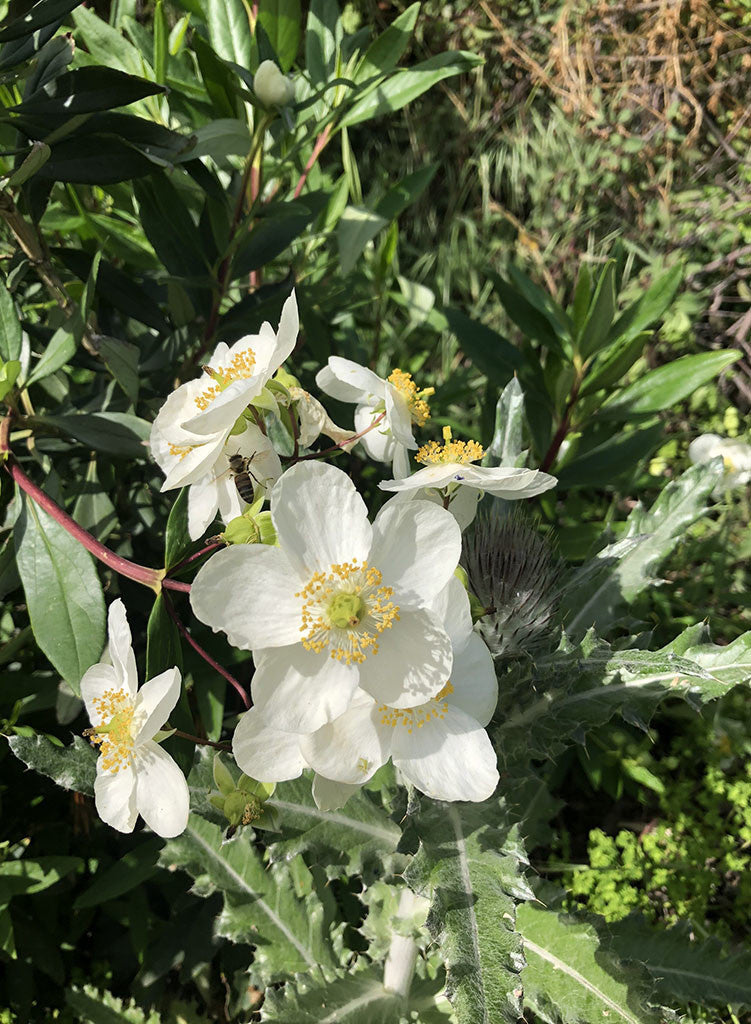 Carpenteria californica 'Elizabeth' - Elizabeth Bush Anemone (Plant)