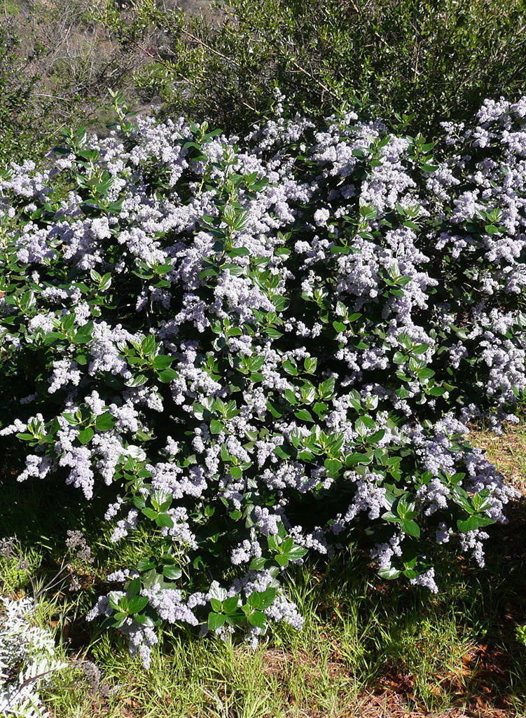 Ceanothus arboreus 'Powder Blue' - Powder Blue Felt-Leaf Ceanothus (Plant)