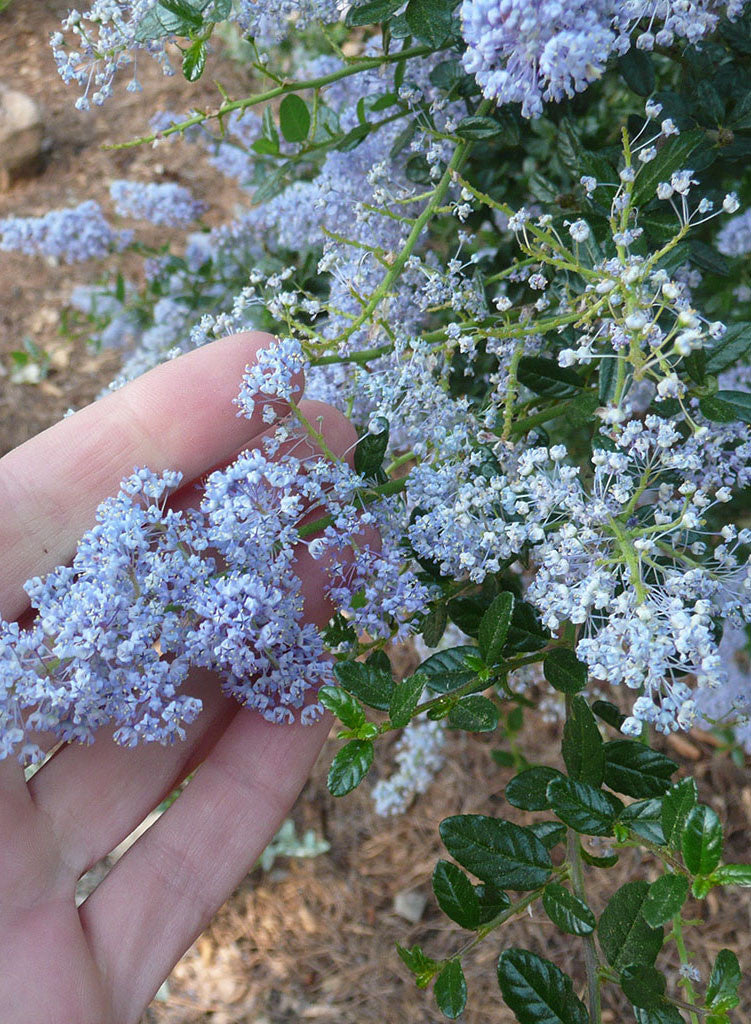 Ceanothus 'Blue Cloud' - Blue Cloud Ceanothus (Plant)