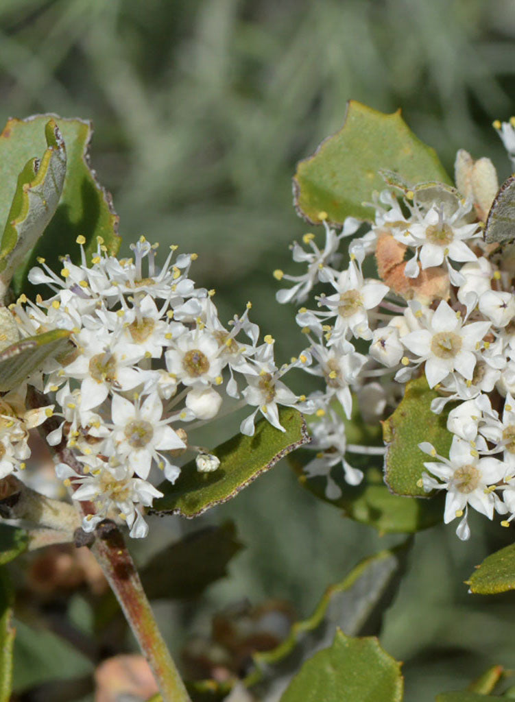 Ceanothus crassifolius var. crassifolius - Hoaryleaf Ceanothus (Plant)