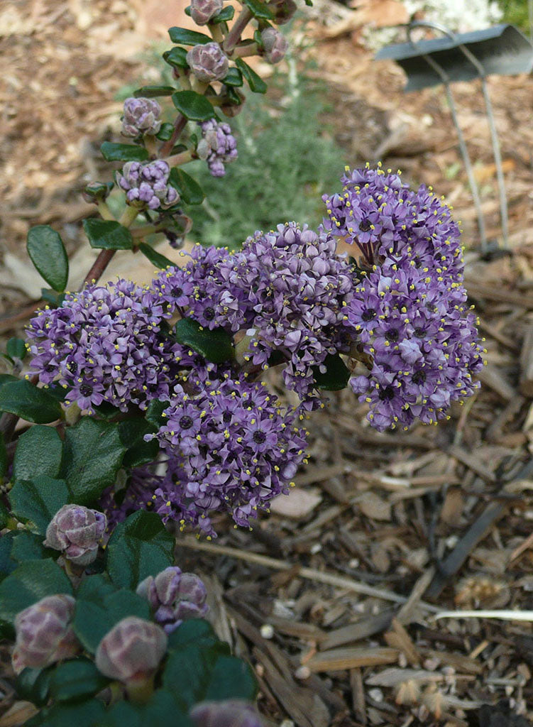 Ceanothus maritimus 'Frosty Dawn' - Frosty Dawn Maritime Ceanothus (Plant)