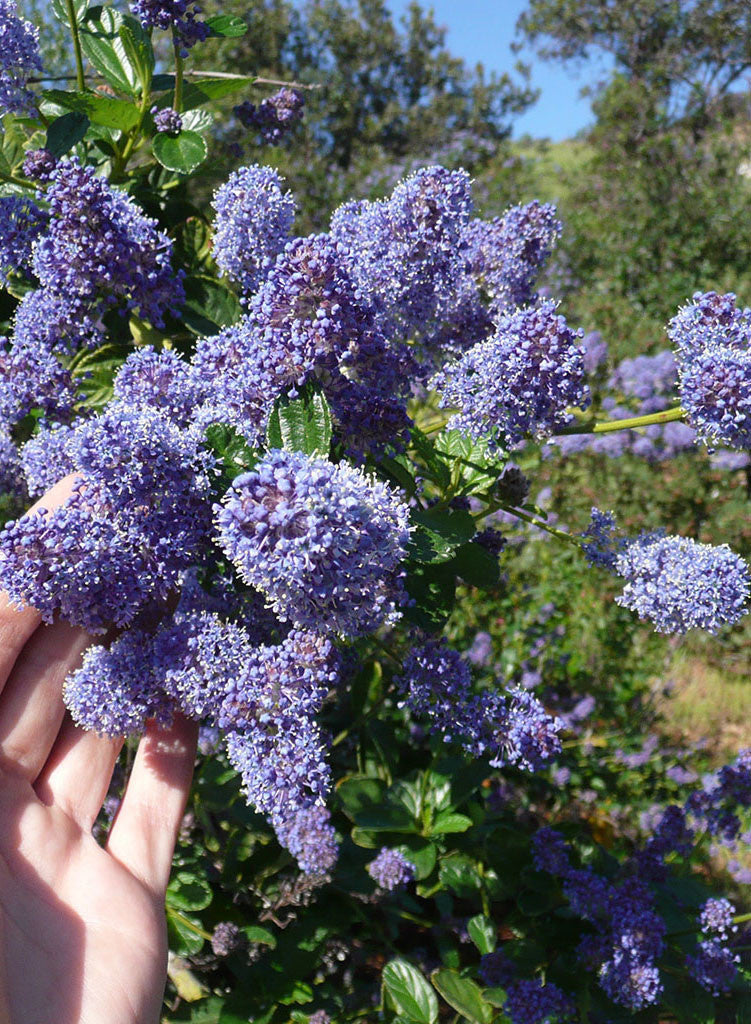 Ceanothus 'Owlswood Blue' - Owlswood Blue Ceanothus (Plant)