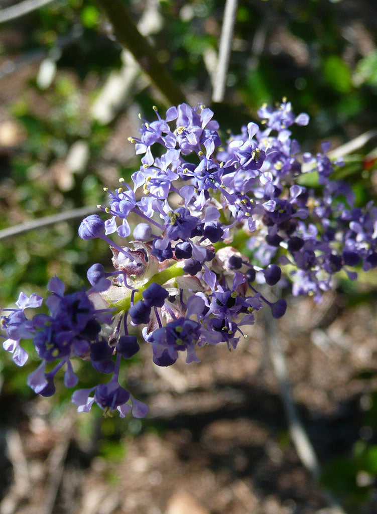 Ceanothus 'Ray Hartman' - Ray Hartman Ceanothus (Plant)