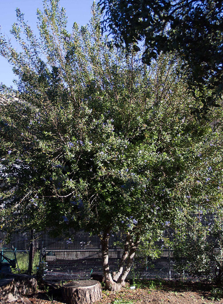 Ceanothus 'Ray Hartman' - Ray Hartman Ceanothus (Plant)