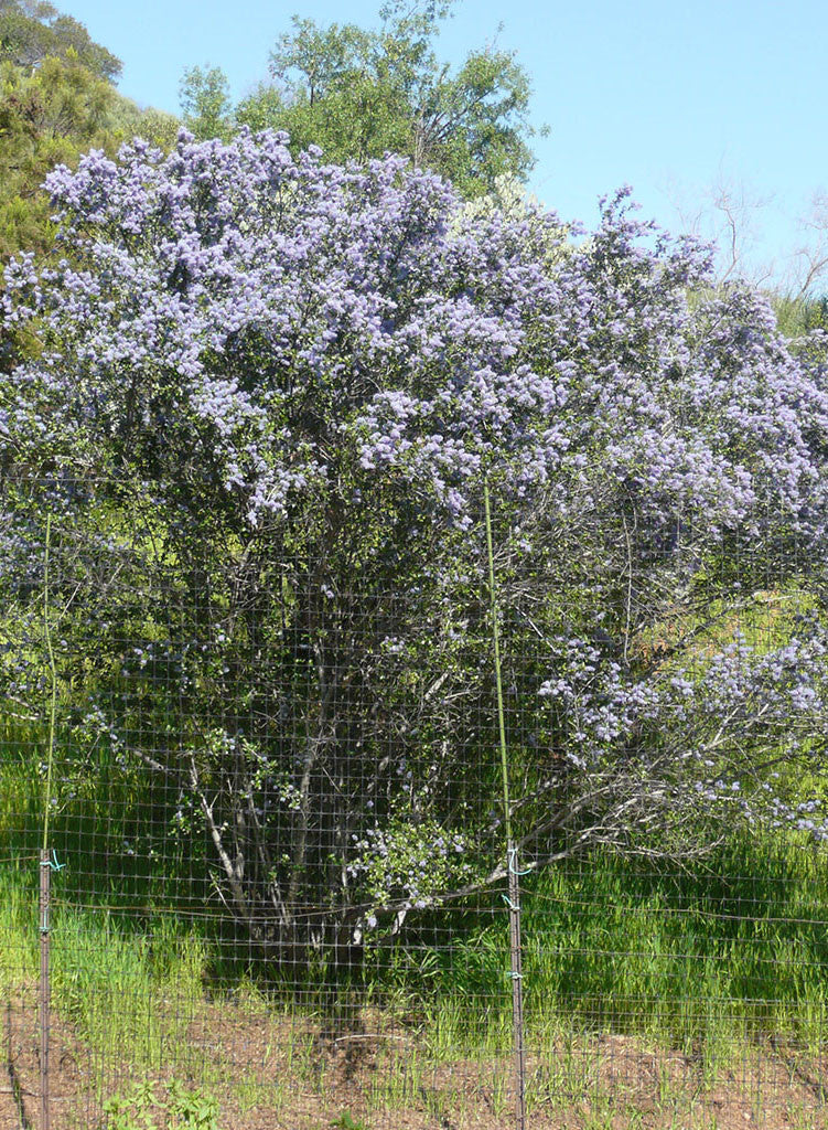 Ceanothus tomentosus - Woollyleaf Ceanothus (Plant)