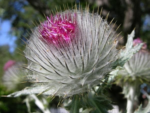 cirsium-occidentale3.jpg