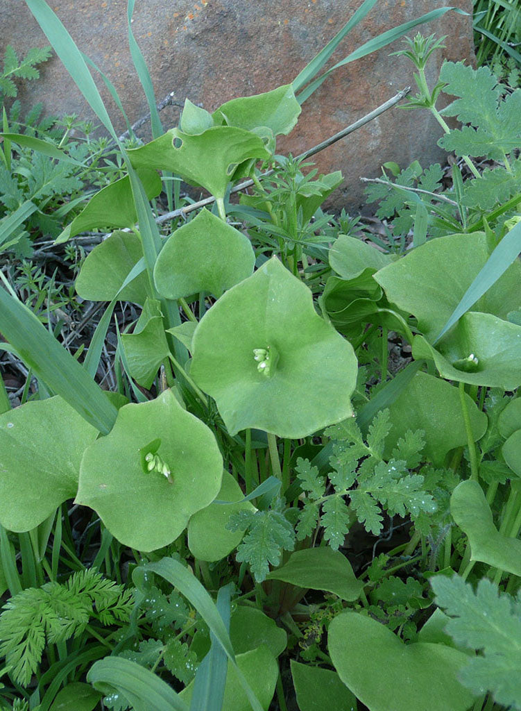 Claytonia perfoliata - Miner's Lettuce (Plant)