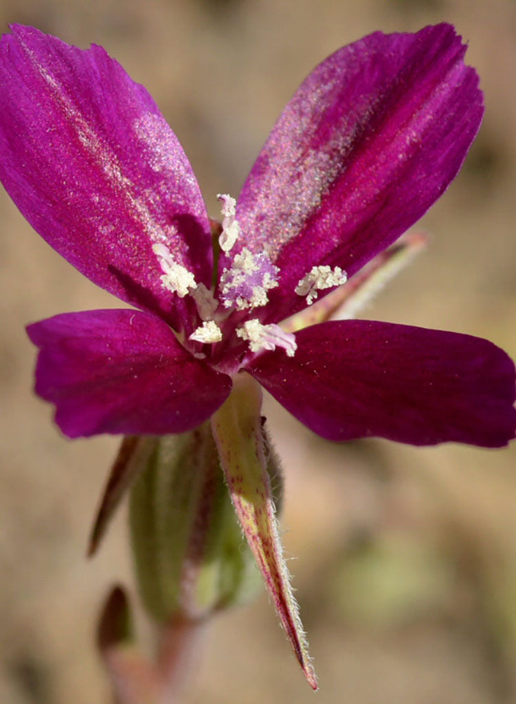 Clarkia purpurea ssp. quadrivulnera - Purple Clarkia, Purple Godetia (Seed)