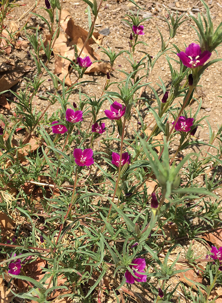 Clarkia purpurea ssp. quadrivulnera - Purple Clarkia, Purple Godetia (Seed)