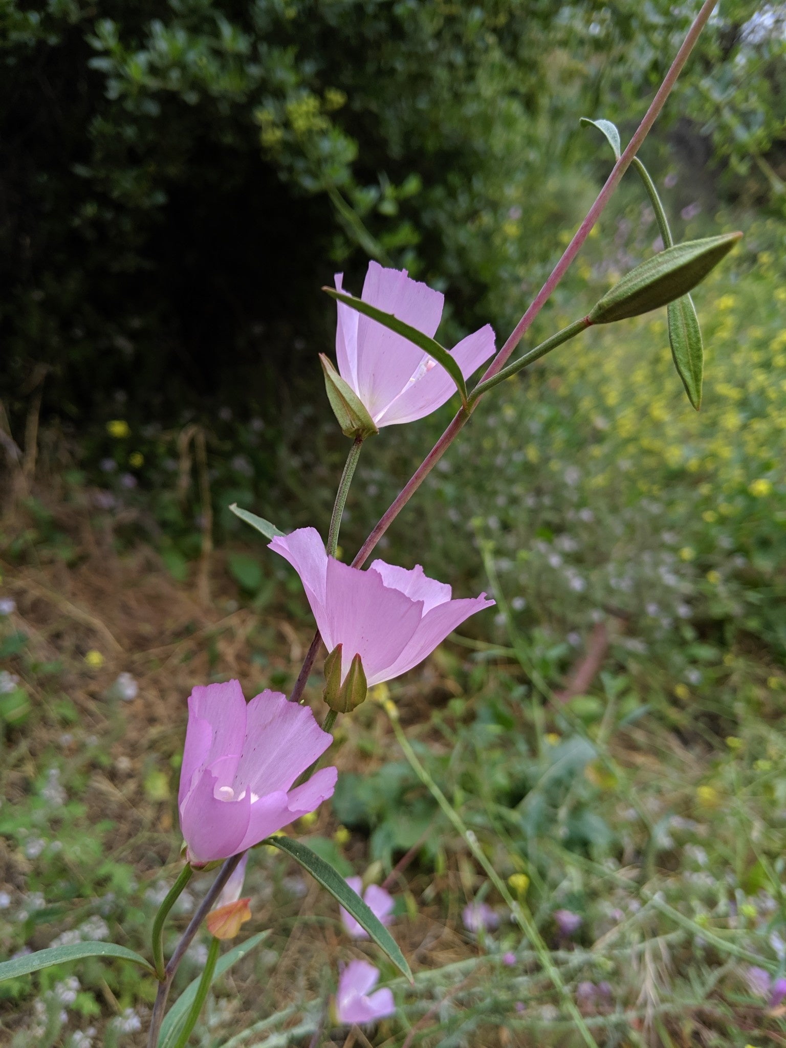 clarkia-bottae-3.jpg