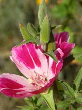 Clarkia amoena - Farewell to Spring (Seed)