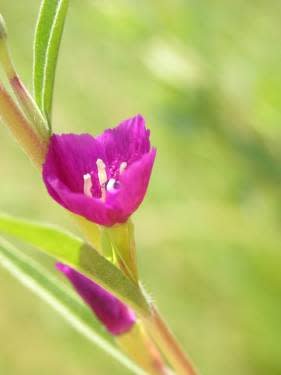 Clarkia purpurea - Purple Clarkia, Winecup Clarkia (Seed)