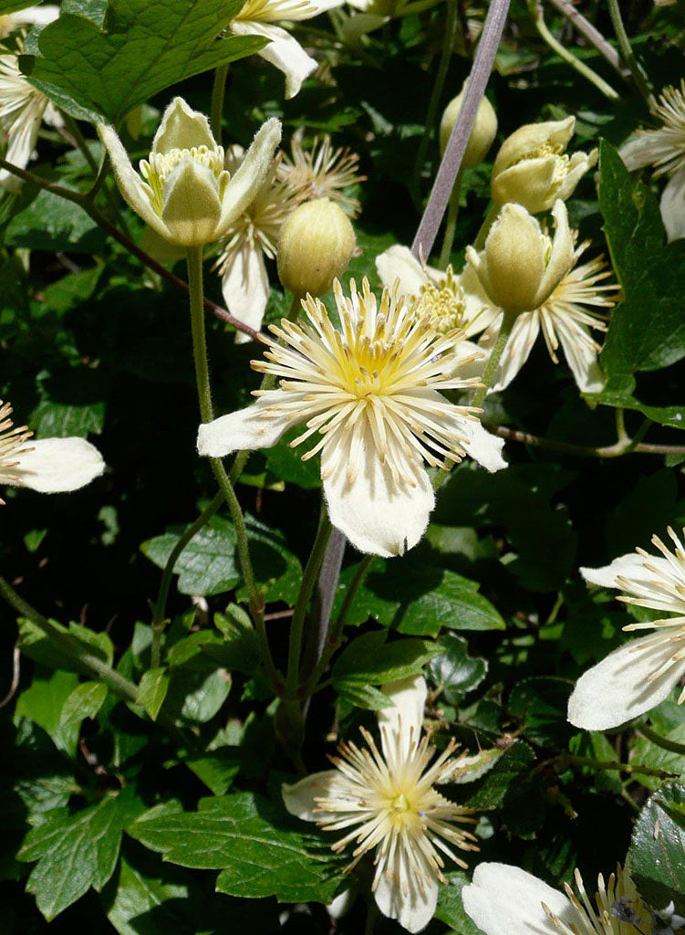 Clematis lasiantha - Chaparral Clematis, Pipestem (Plant) – Theodore ...