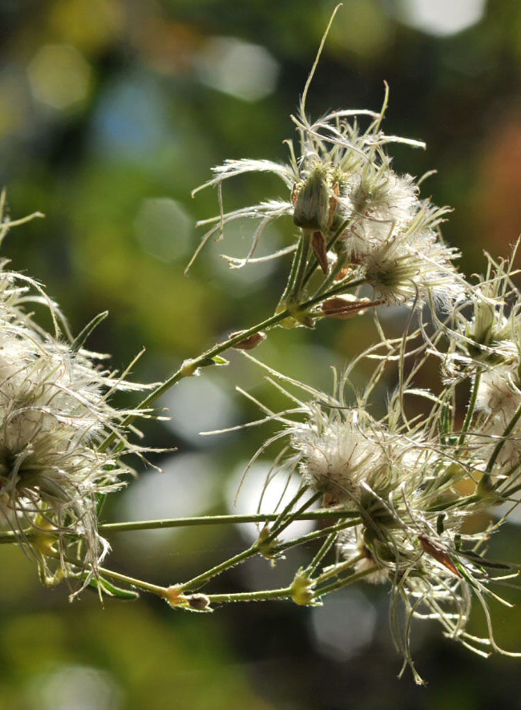 Clematis ligusticifolia - Western Virgin's Bower, Yerba De Chiva (Plant)