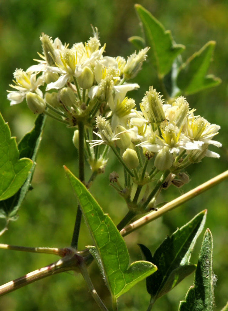 Clematis ligusticifolia - Western Virgin's Bower, Yerba De Chiva (Plant)