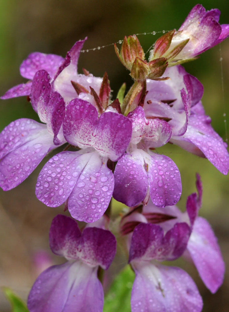 chinese houses plant Collinsia heterophylla