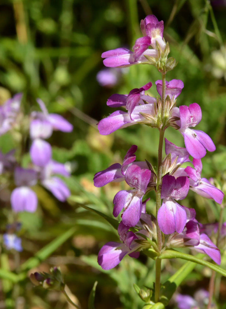 chinese houses flower seeds Collinsia heterophylla