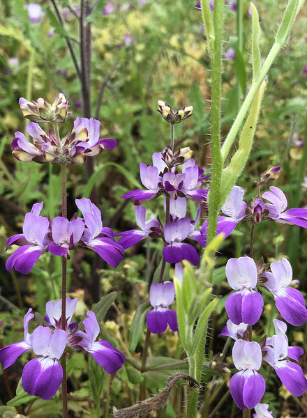 Collinsia heterophylla - Chinese Houses (Seed) – Theodore Payne