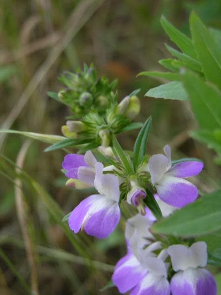 chinese houses flower seeds Collinsia heterophylla